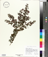 Lespedeza bicolor image