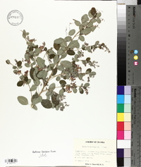 Lespedeza bicolor image