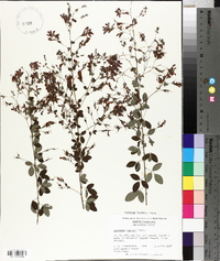 Lespedeza bicolor image