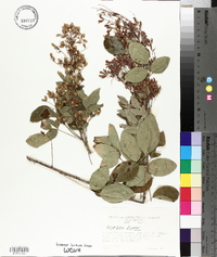 Lespedeza bicolor image