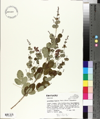 Lespedeza bicolor image