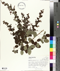 Lespedeza bicolor image