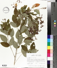 Lespedeza bicolor image