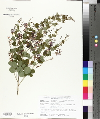 Lespedeza bicolor image