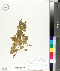 Lespedeza bicolor image