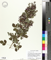 Lespedeza bicolor image