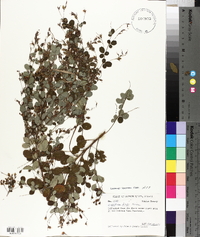 Lespedeza bicolor image