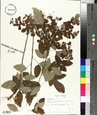 Lespedeza bicolor image