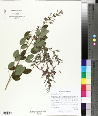 Lespedeza bicolor image