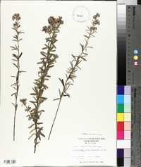 Lespedeza angustifolia image