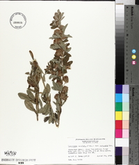 Lespedeza capitata var. vulgaris image