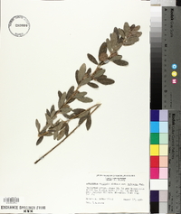 Lespedeza capitata var. vulgaris image