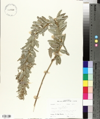 Lespedeza capitata image