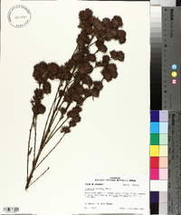 Lespedeza capitata image