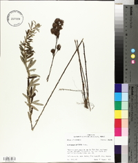 Lespedeza capitata image