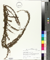 Lespedeza cuneata image