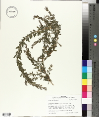 Lespedeza cuneata image