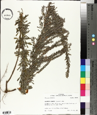 Lespedeza cuneata image