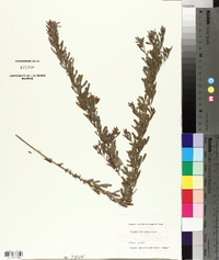 Lespedeza cuneata image