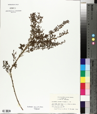 Lespedeza cuneata image