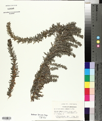 Lespedeza cuneata image