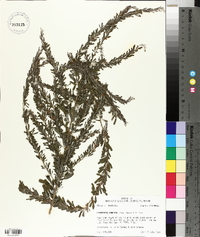 Lespedeza cuneata image