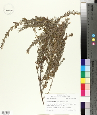 Lespedeza cuneata image