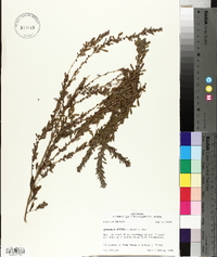 Lespedeza cuneata image