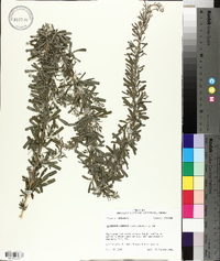 Lespedeza cuneata image