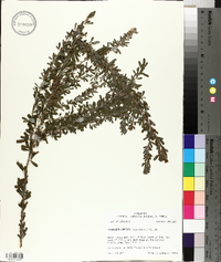 Lespedeza cuneata image