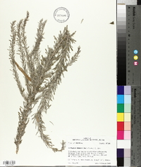 Lespedeza cuneata image