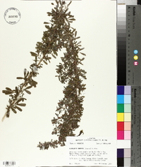 Lespedeza cuneata image