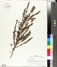 Lespedeza cuneata image