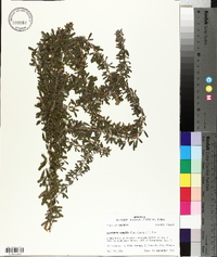 Lespedeza cuneata image