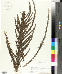 Lespedeza cuneata image