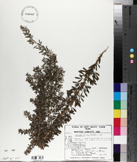 Lespedeza cuneata image