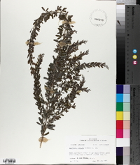 Lespedeza cuneata image