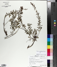Lespedeza cuneata image