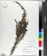 Lespedeza cuneata image