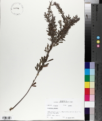 Lespedeza cuneata image