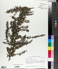 Lespedeza cuneata image