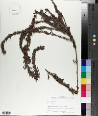 Lespedeza cuneata image