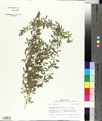 Lespedeza cuneata image