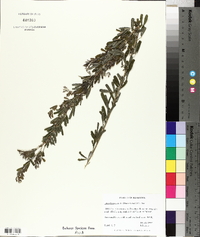 Lespedeza cuneata image