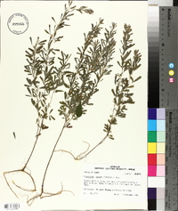 Lespedeza cuneata image