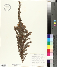 Lespedeza cuneata image