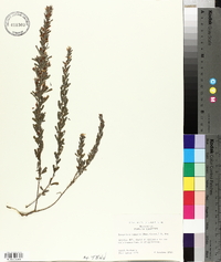 Lespedeza cuneata image