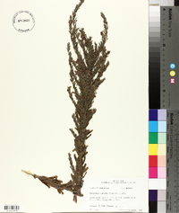 Lespedeza cuneata image