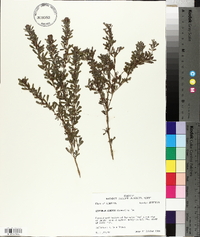 Lespedeza cuneata image