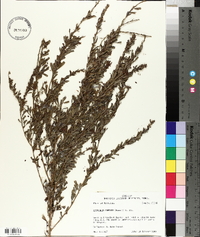 Lespedeza cuneata image